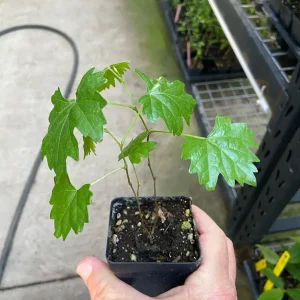 Southern Home Muscadine Grape Vine - Hybrid Fruit Plant - Live Plant - Outdoor - Image 4