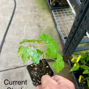 Southern Home Muscadine Grape Vine - Hybrid Fruit Plant - Live Plant - Outdoor - Image 5