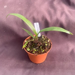 Spathoglottis Mellow Yellow Terrestrial Orchid Live Plant, Easy Care, 3
