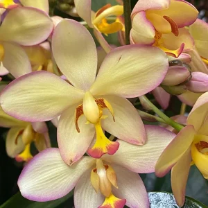 Spathoglottis Mellow Yellow Terrestrial Orchid Live Plant, Easy Care, 3