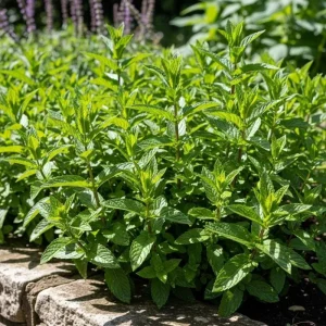 Spearmint Live Herb Plant – Fragrant Edible Leaves – 3.5 Inch Pot – Perennial - Image 5