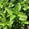 Spearmint Live Herb Plant – Fragrant Edible Leaves – 3.5 Inch Pot – Perennial - Image 1