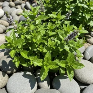 Spearmint Live Herb Plant – Fragrant Edible Leaves – 4 Inch Pot – 4-7 Inches Tall – Perennial - Image 3