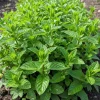 Spearmint Live Herb Plant – Fragrant Edible Leaves – 4 Inch Pot – 4-7 Inches Tall – Perennial - Image 1