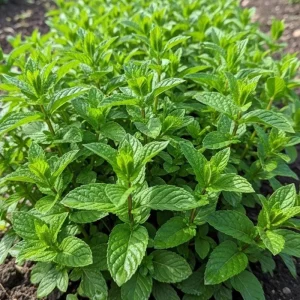 Spearmint Live Herb Plant – Fragrant Edible Leaves – 4 Inch Pot – 4-7 Inches Tall – Perennial - Image 1