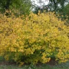 Spicebush Live Plant – Native Shrub for Pollinators - Image 1