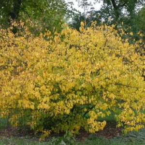 Spicebush Live Plant – Native Shrub for Pollinators - Image 1