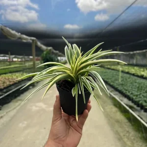 Spider Plant Chlorophytum Comosum Live Houseplant in 4 inch Pot - Indoor - Image 2