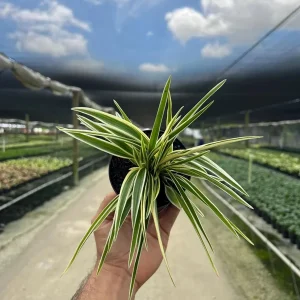 Spider Plant Chlorophytum Comosum Live Houseplant in 4 inch Pot - Indoor - Image 3