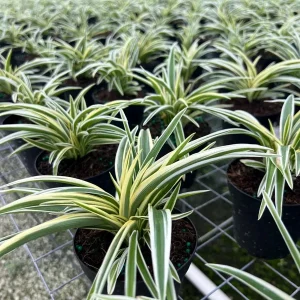 Spider Plant Chlorophytum Comosum Live Houseplant in 4 inch Pot - Indoor - Image 4