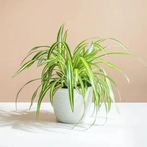 Spider Plant Chlorophytum Comosum Live Houseplant in 4 inch Pot - Indoor - Image 5