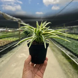 Spider Plant Chlorophytum Comosum Live Houseplant in 4 inch Pot - Indoor - Image 1