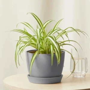 Spider Plant Chlorophytum Comosum Live Houseplant in 4 inch Pot - Indoor - Image 6