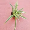 Spider Plant Live Plant – 2 Inch Pot – Easy Care Air Purifying Houseplant - Image 1