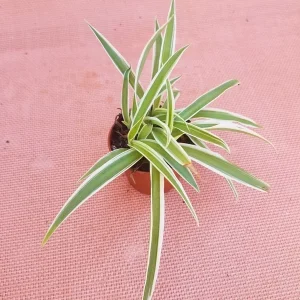 Spider Plant Live Plant – 2 Inch Pot – Easy Care Air Purifying Houseplant - Image 1