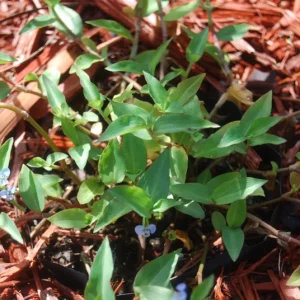 Spiderwort Day Lily Blue Flower - Commelina Wandering Jew Plant - 5x Live Cuttings - Image 3