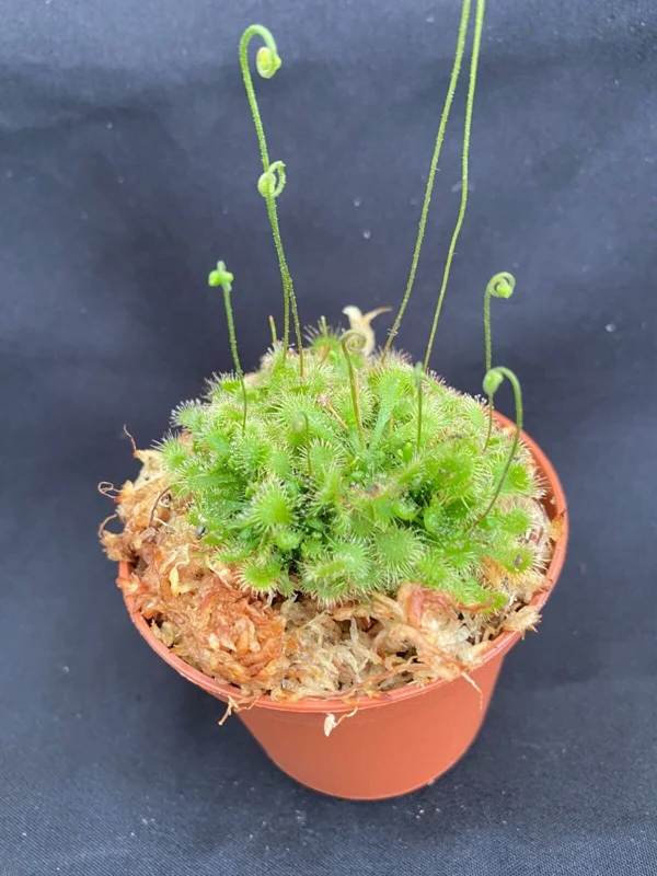 Spoonleaf Sundew Live Carnivorous Plant - Drosera spatulata, 2.5 inch Pot - Image 1