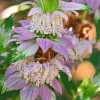 Spotted Bee Balm Live Plant - Monarda punctata Starter Plant for Gardens - Image 1