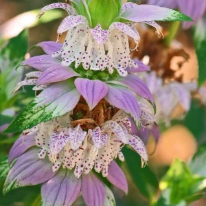 Spotted Bee Balm Live Plant - Monarda punctata Starter Plant for Gardens - Image 1