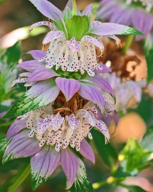 Spotted Bee Balm Live Plant - Monarda punctata Starter Plant for Gardens - Image 1