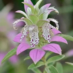 Spotted Bee Balm Live Plant - Monarda punctata Starter Plant for Gardens - Image 2