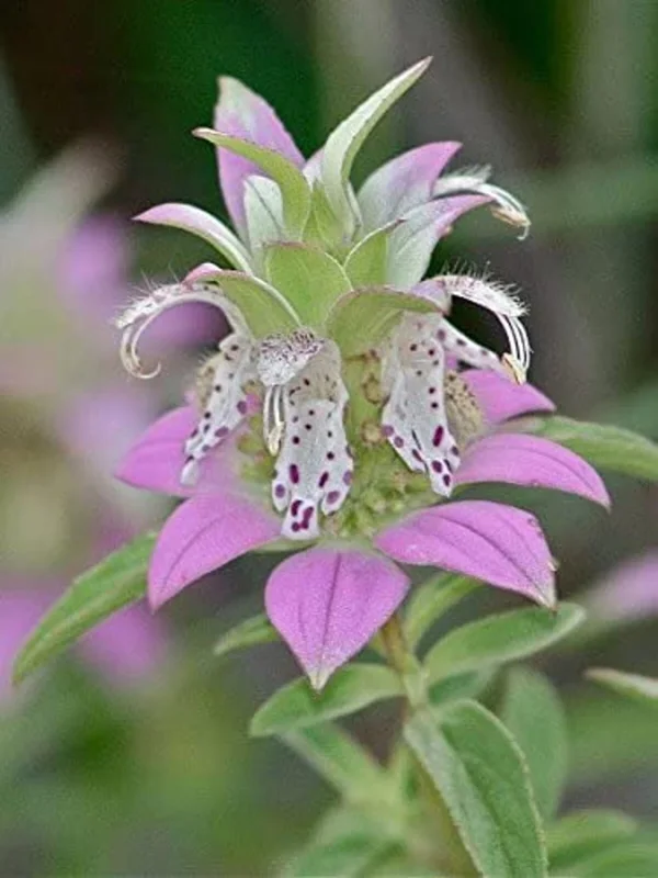 Spotted Bee Balm Live Plant - Monarda punctata Starter Plant for Gardens - Image 2