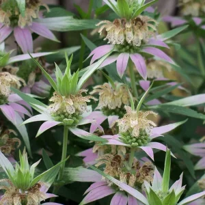 Spotted Bee Balm Live Plant - Monarda punctata Starter Plant for Gardens - Image 3
