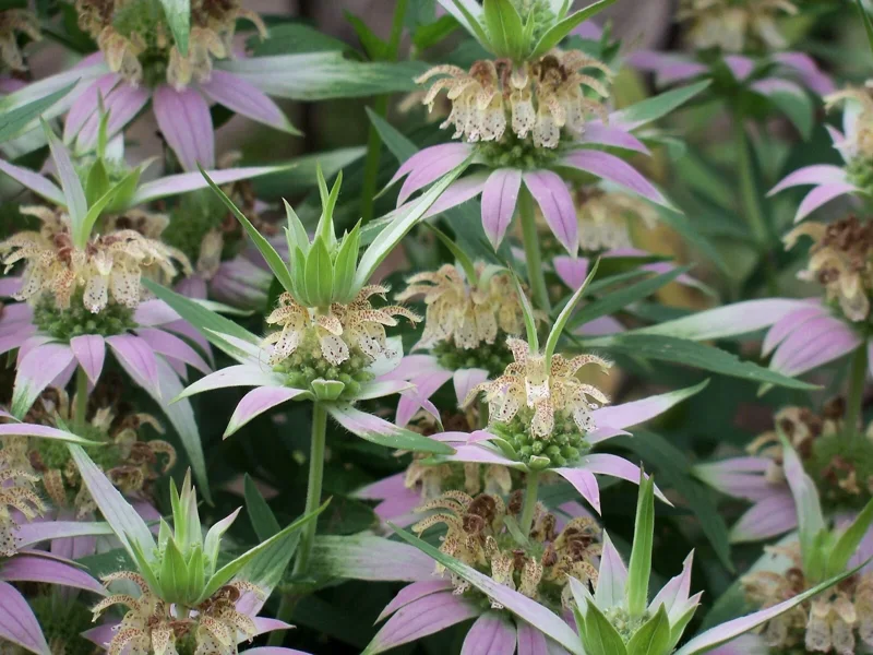 Spotted Bee Balm Live Plant - Monarda punctata Starter Plant for Gardens - Image 3