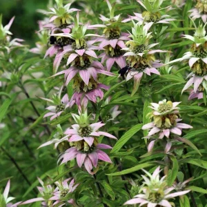 Spotted Bee Balm Live Plant - Monarda punctata Starter Plant for Gardens - Image 4