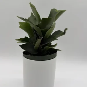 Staghorn Fern Live Plant – 6 inch Pot – Pet Friendly Indoor Outdoor Houseplant - Image 2
