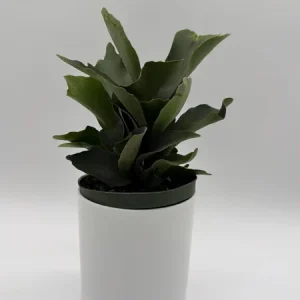 Staghorn Fern Live Plant - 6 inch Pot - Pet Friendly Indoor/Outdoor Hanging Plant - Image 2