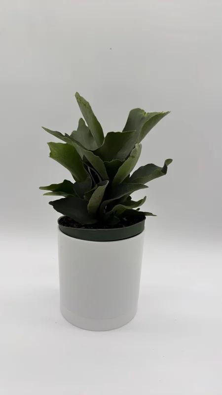 Staghorn Fern Live Plant - 6 inch Pot - Pet Friendly Indoor/Outdoor Hanging Plant - Image 2