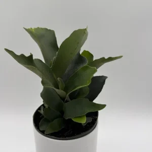 Staghorn Fern Live Plant - 6 inch Pot - Pet Friendly Indoor/Outdoor Hanging Plant - Image 3