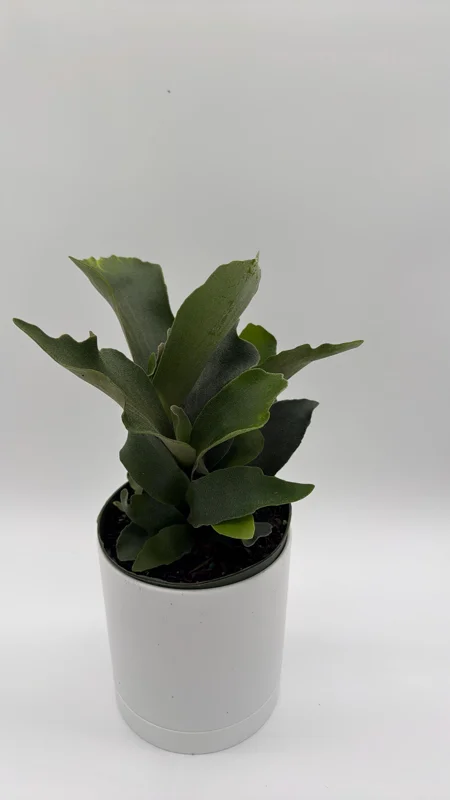 Staghorn Fern Live Plant - 6 inch Pot - Pet Friendly Indoor/Outdoor Hanging Plant - Image 3
