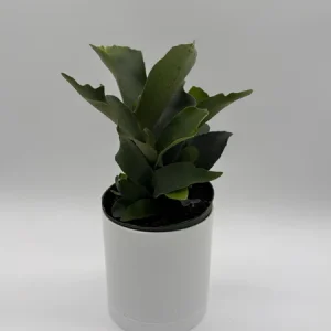 Staghorn Fern Live Plant - 6 inch Pot - Pet Friendly Indoor/Outdoor Hanging Plant - Image 4