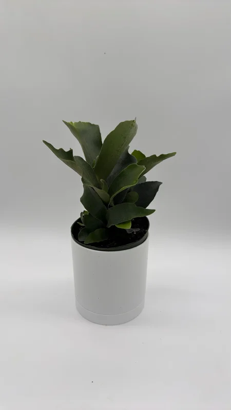 Staghorn Fern Live Plant - 6 inch Pot - Pet Friendly Indoor/Outdoor Hanging Plant - Image 4