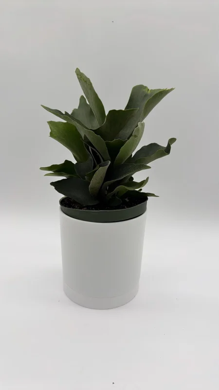 Staghorn Fern Live Plant - 6 inch Pot - Pet Friendly Indoor/Outdoor Hanging Plant - Image 5