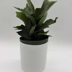 Staghorn Fern Live Plant – 6 inch Pot – Pet Friendly Indoor Outdoor Houseplant - Image 5