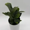 Staghorn Fern Live Plant – 6 inch Pot – Pet Friendly Indoor Outdoor Houseplant - Image 1