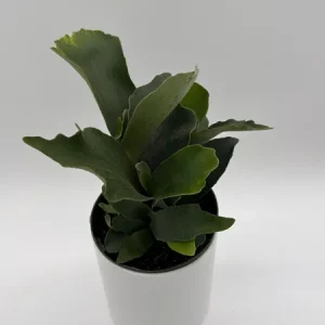 Staghorn Fern Live Plant – 6 inch Pot – Pet Friendly Indoor Outdoor Houseplant - Image 1