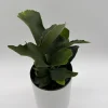 Staghorn Fern Live Plant - 6 inch Pot - Pet Friendly Indoor/Outdoor Hanging Plant - Image 1