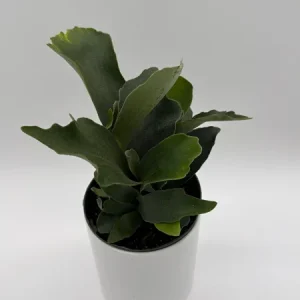 Staghorn Fern Live Plant - 6 inch Pot - Pet Friendly Indoor/Outdoor Hanging Plant - Image 1