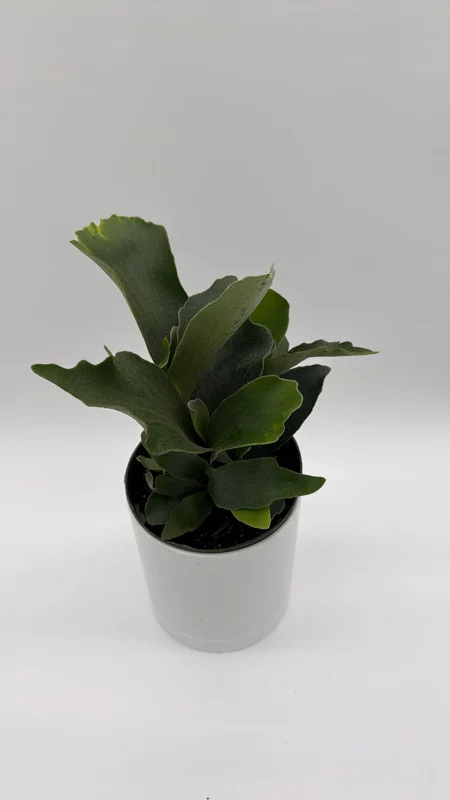 Staghorn Fern Live Plant - 6 inch Pot - Pet Friendly Indoor/Outdoor Hanging Plant - Image 1