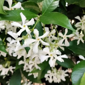 Star Confederate Jasmine Live Plant – Fragrant Climbing Vine – 4-8 Inches - Image 2
