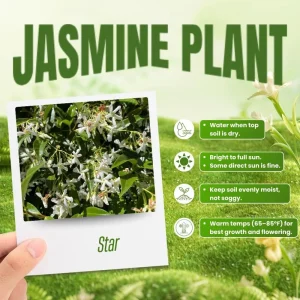 Star Confederate Jasmine Live Plant – Fragrant Climbing Vine – 4-8 Inches - Image 3