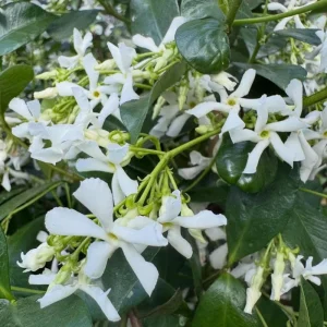 Star Confederate Jasmine Live Plant – Fragrant Climbing Vine – 4-8 Inches - Image 4