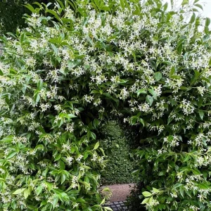 Star Confederate Jasmine Live Plant – Fragrant Climbing Vine – 4-8 Inches - Image 5
