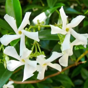 Star Confederate Jasmine Live Plant – Fragrant Climbing Vine – 4-8 Inches - Image 6