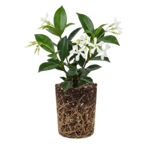 Star Confederate Jasmine Live Plant – Fragrant Climbing Vine – 4-8 Inches - Image 1