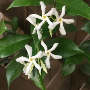 Star Jasmine Live Cuttings – 7 Unrooted 6 Inch Plants – Fragrant Outdoor Vine - Image 2